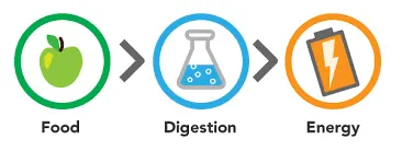 Vplyv metabolizmu na chudnutie
